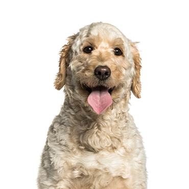 A Mini Goldendoodle