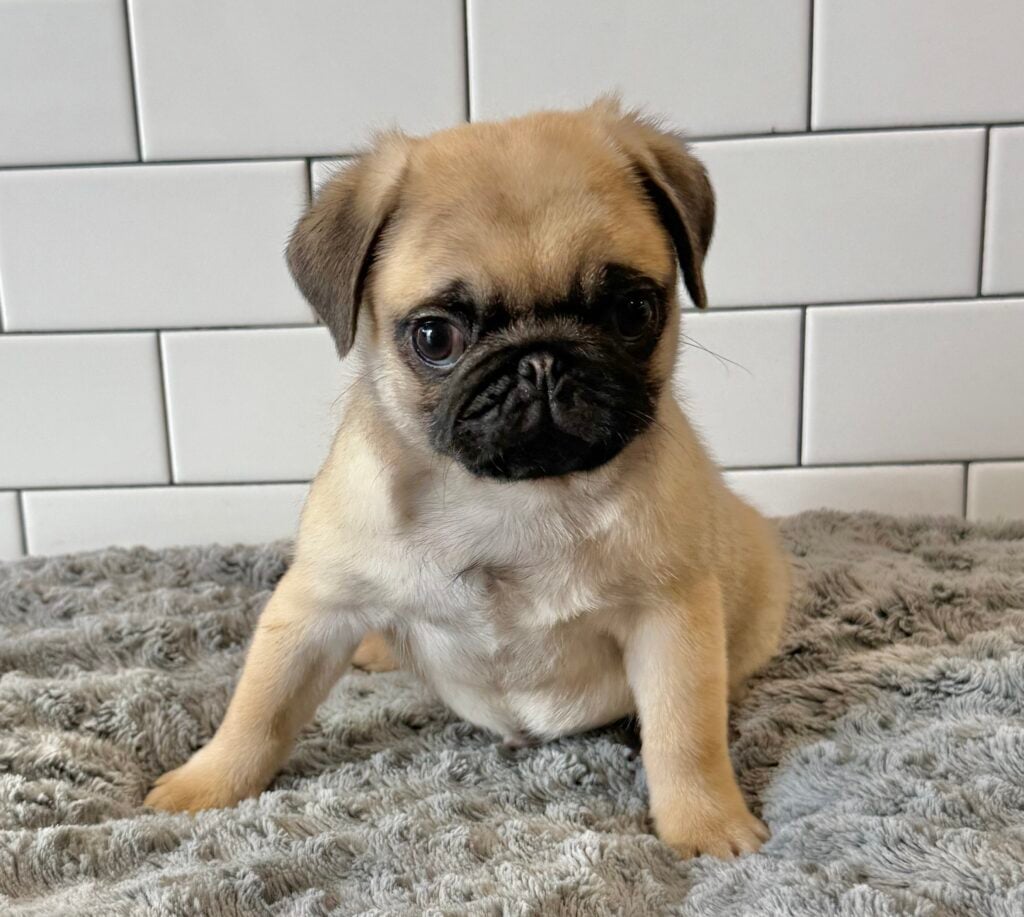 Pug - 8548 Image #1