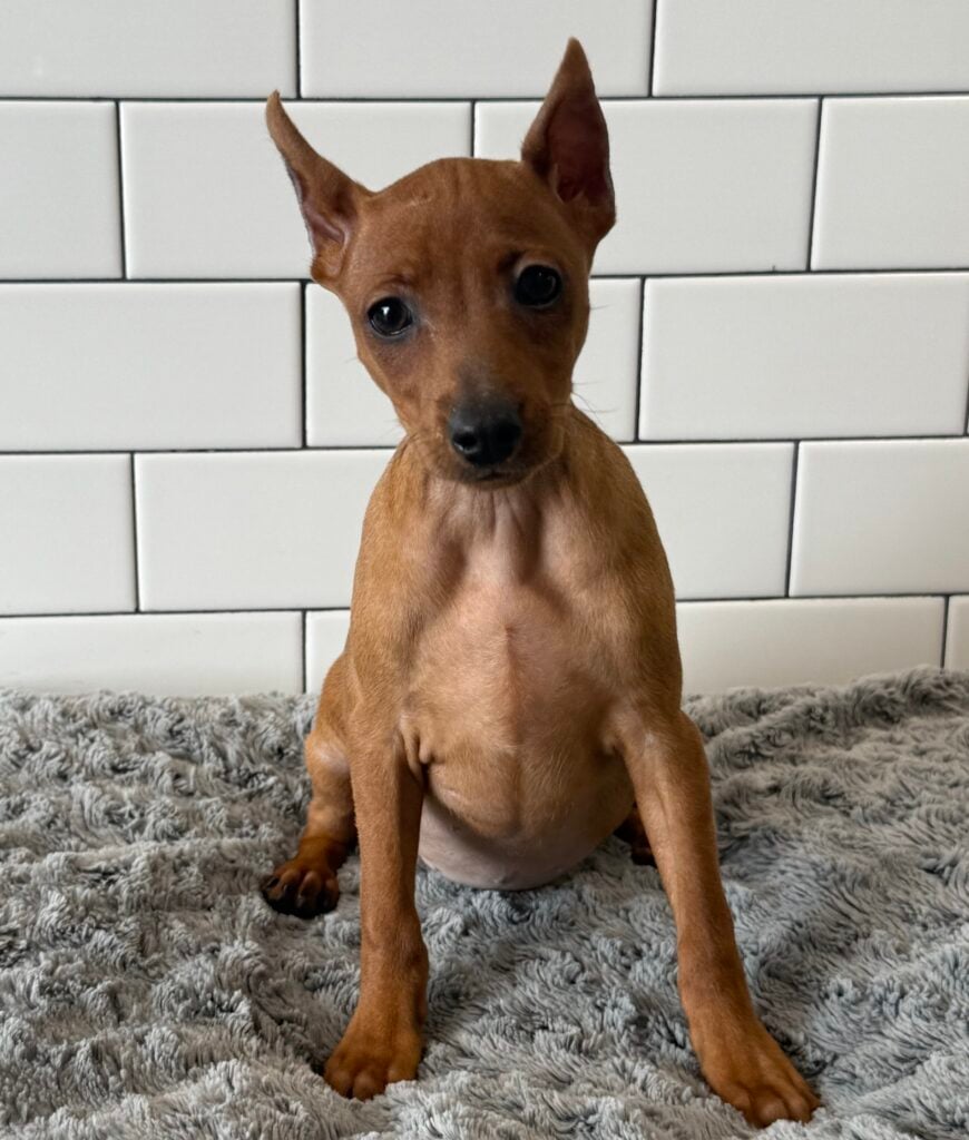 Miniature Pinscher- 8546 Image #1