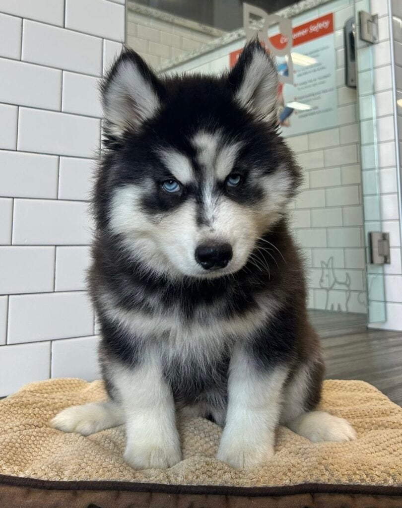 Siberian Husky - 8633 Image #1