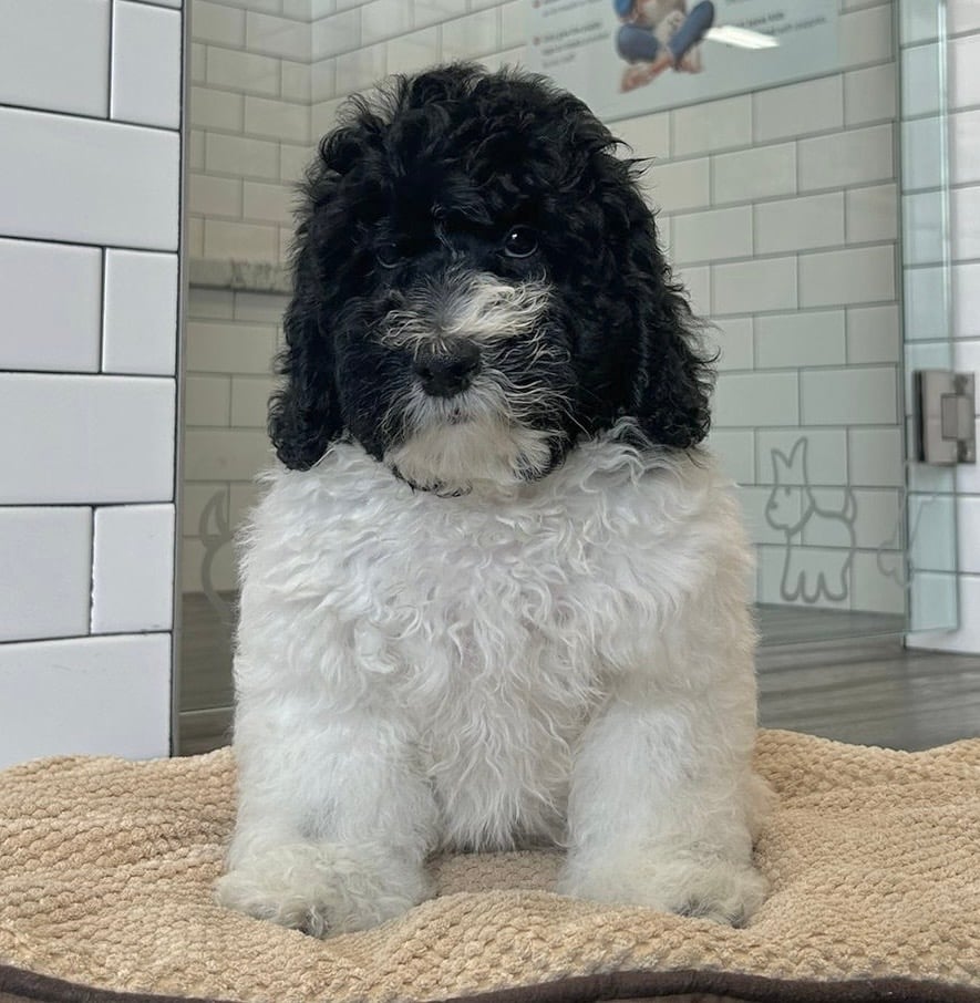 Bernedoodle Mini 2nd Gen - 8636 Image #1