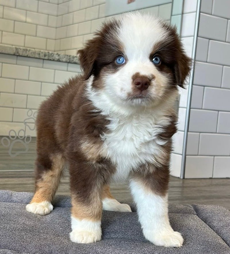 Miniature Australian Shepherd - 8613 Image #1