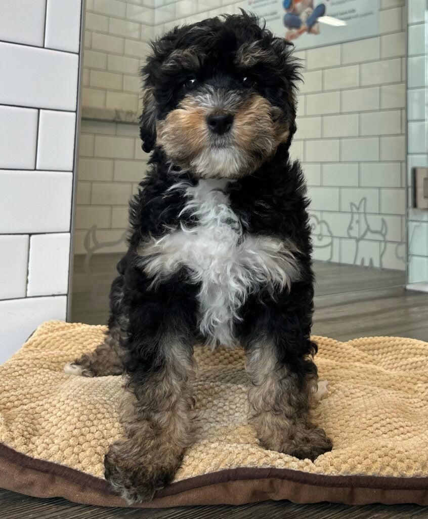 Bernedoodle Mini 2nd Gen - 8624 Image #1