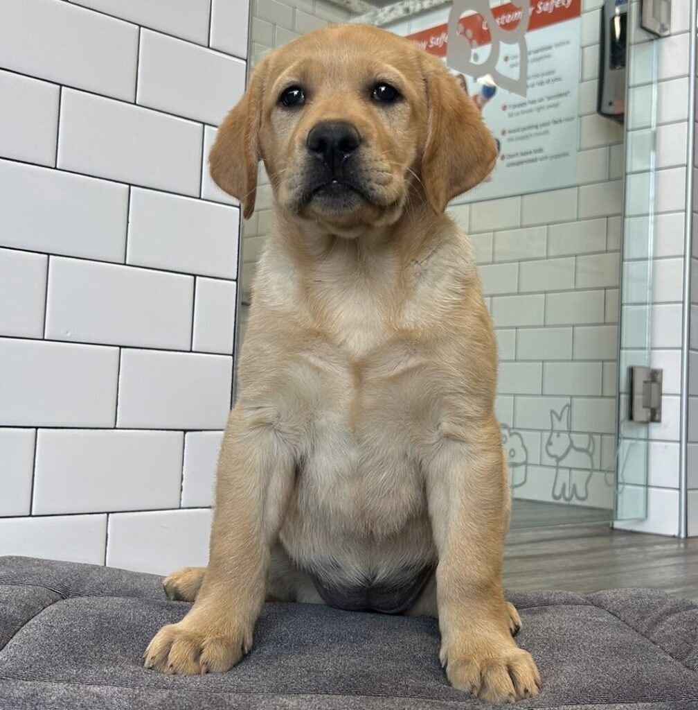 Labrador Retriever - 8635 Image #1