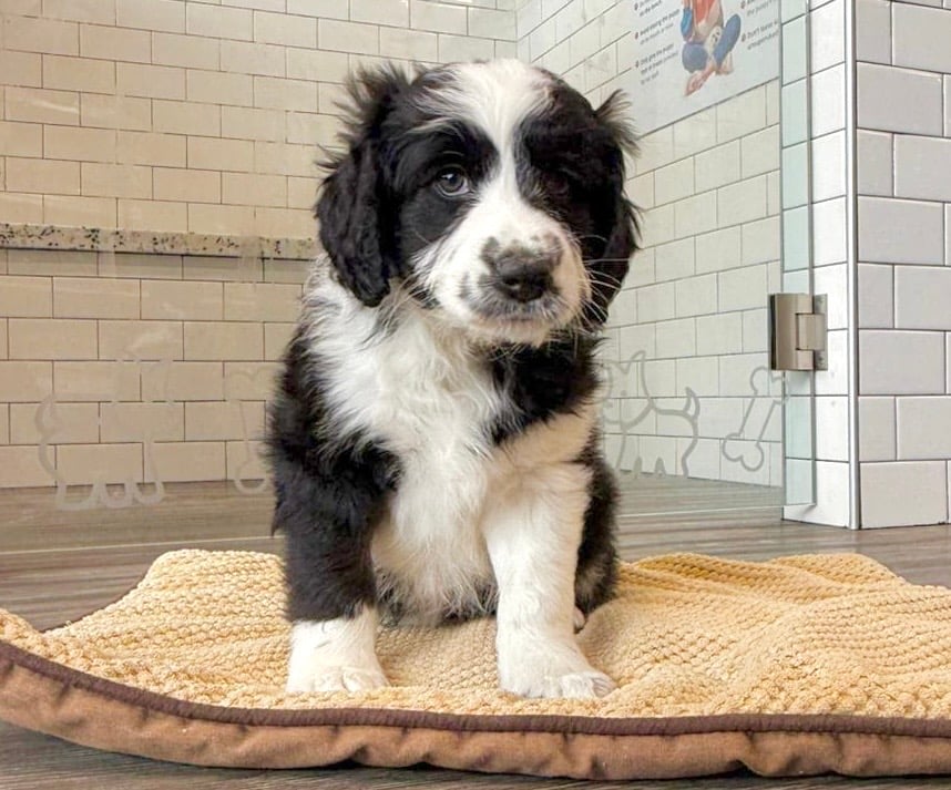 Aussiedoodle Mini - 8665 Image #1