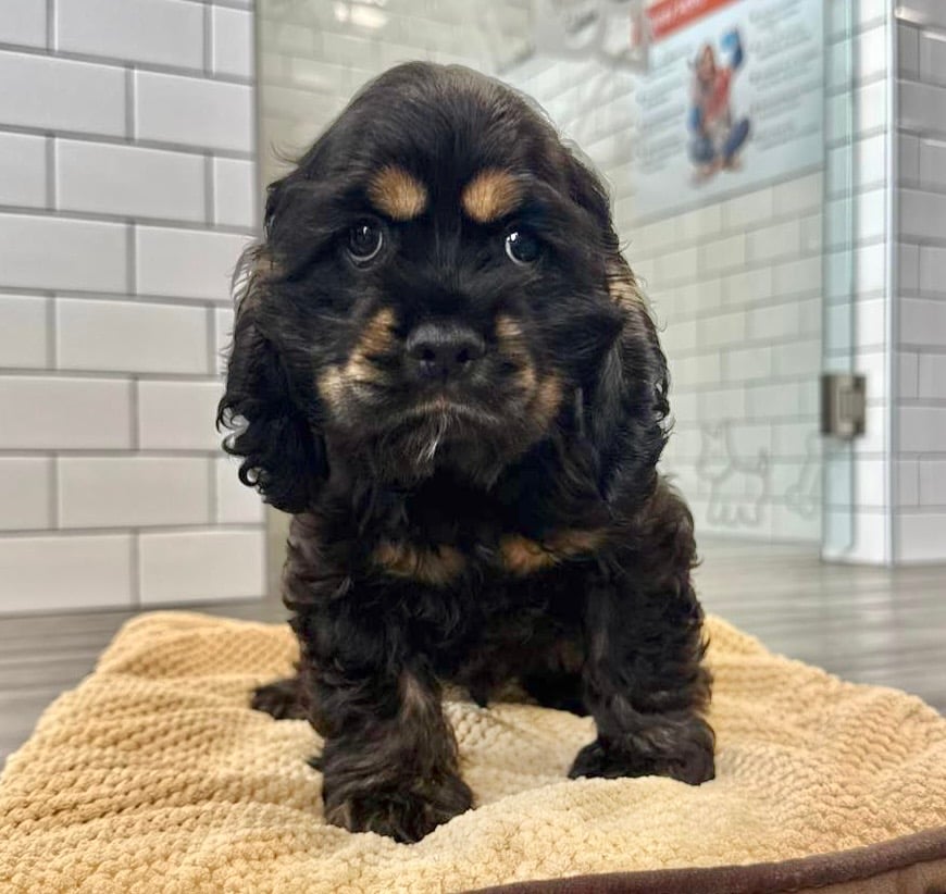 Cocker Spaniel - 8666 Image #1