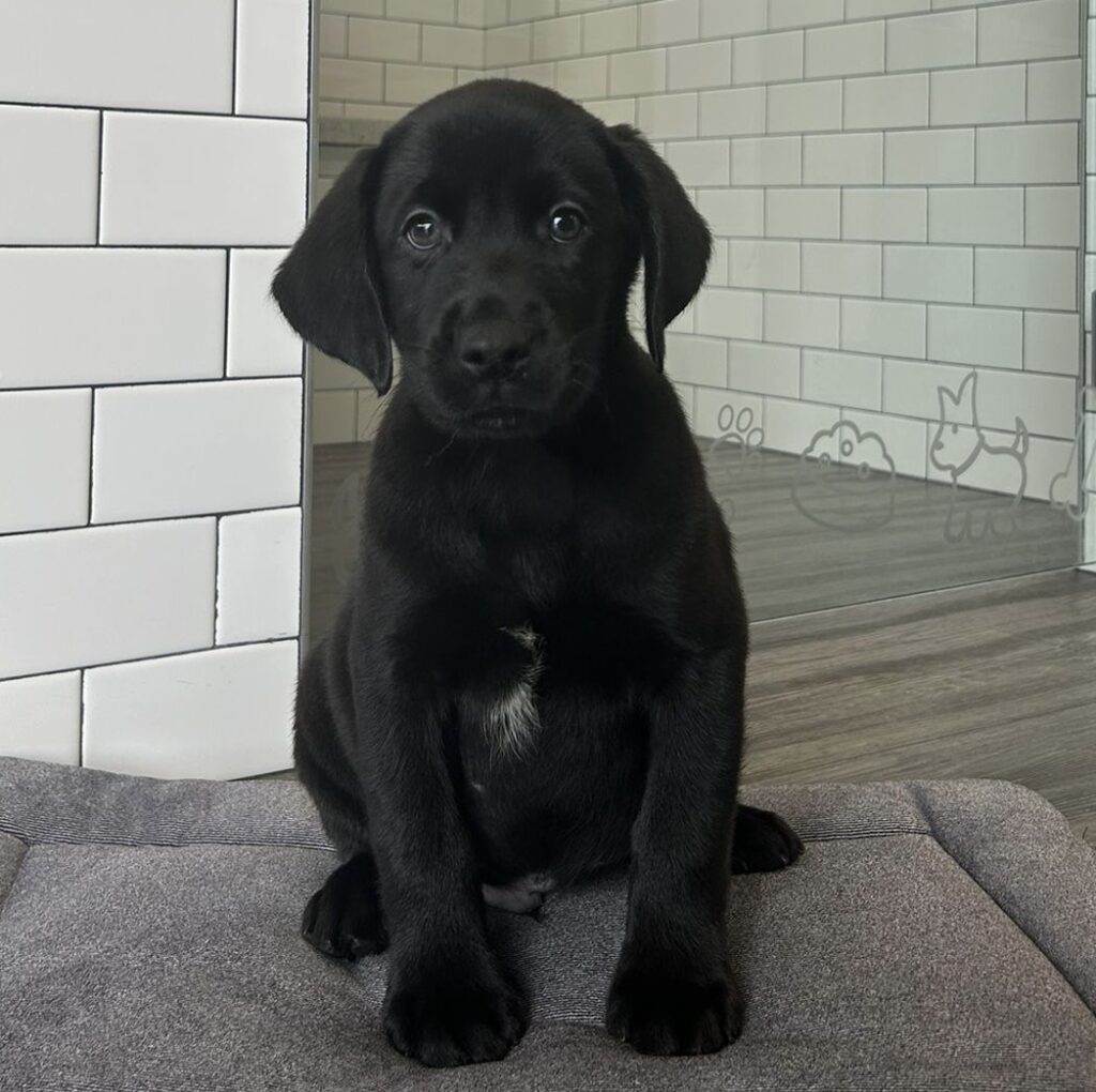 Labrador Retriever - 8646 Image #1
