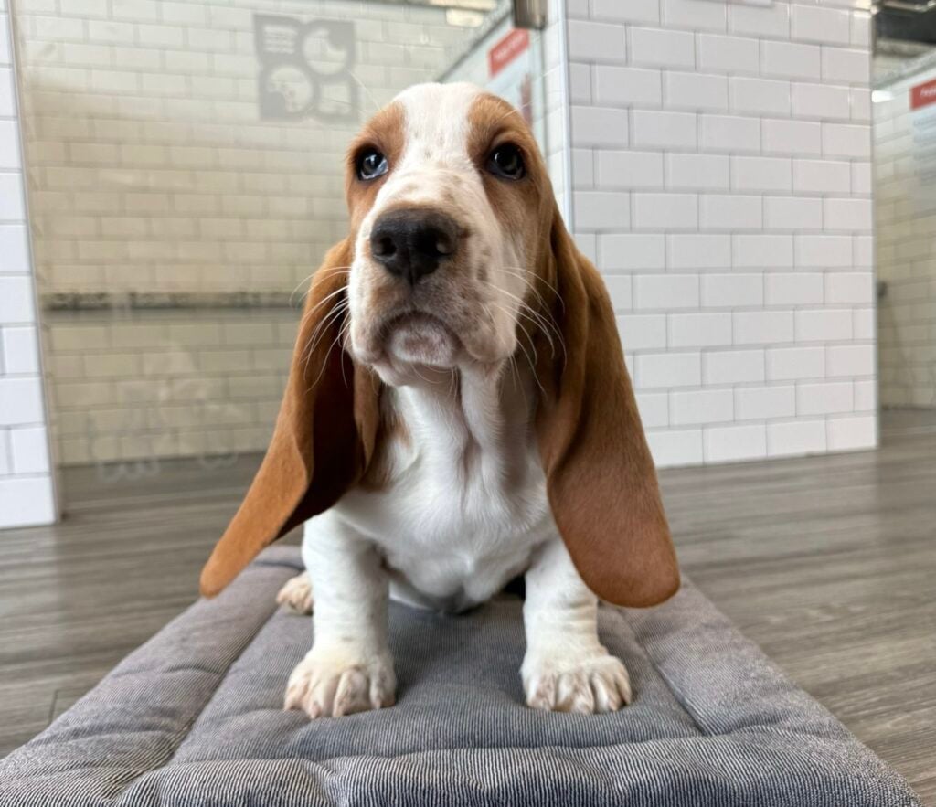 Basset Hound - 8657 Image #1