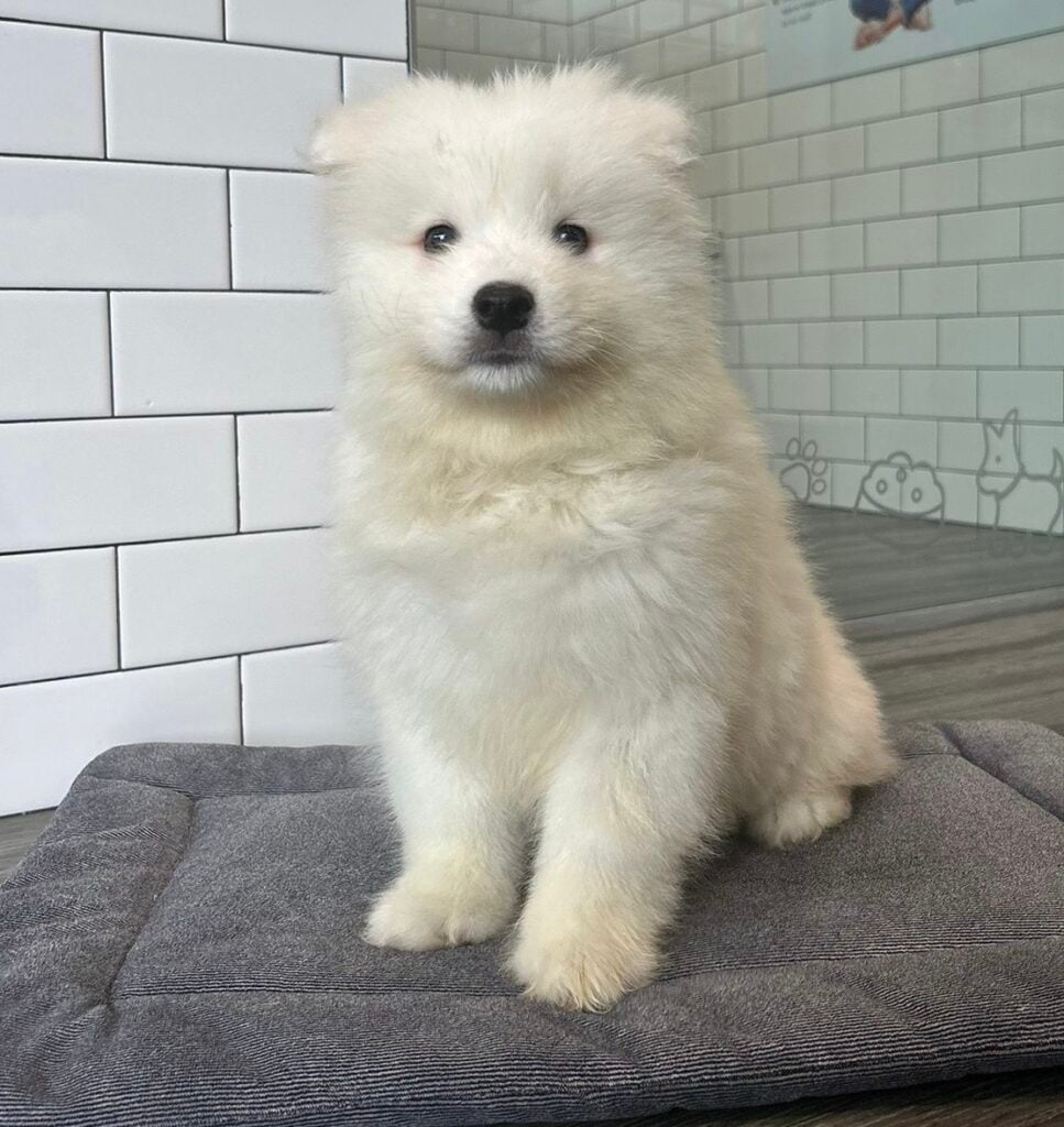 Samoyed - 8652 Image #1