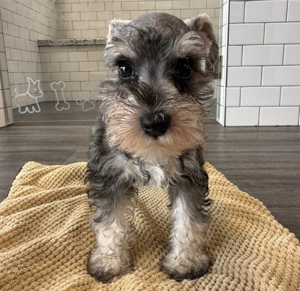 Miniature Schnauzer - 8659 Image #1
