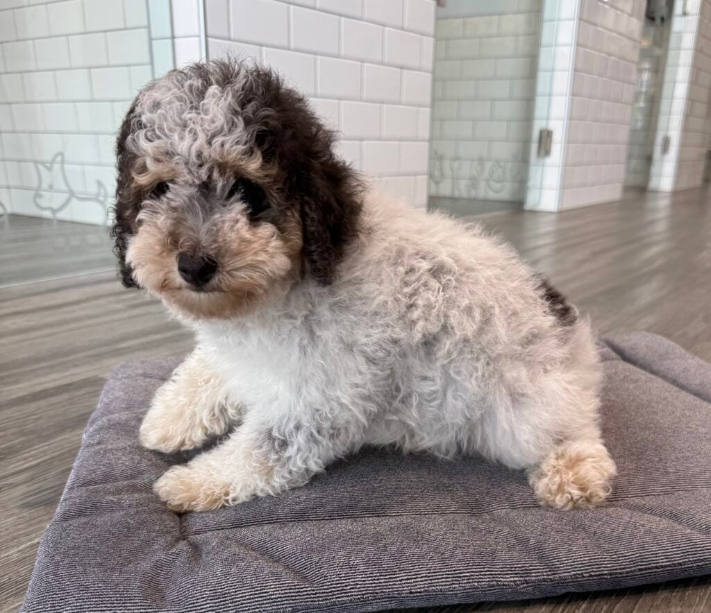 PomAPoo - 8676 Image #1