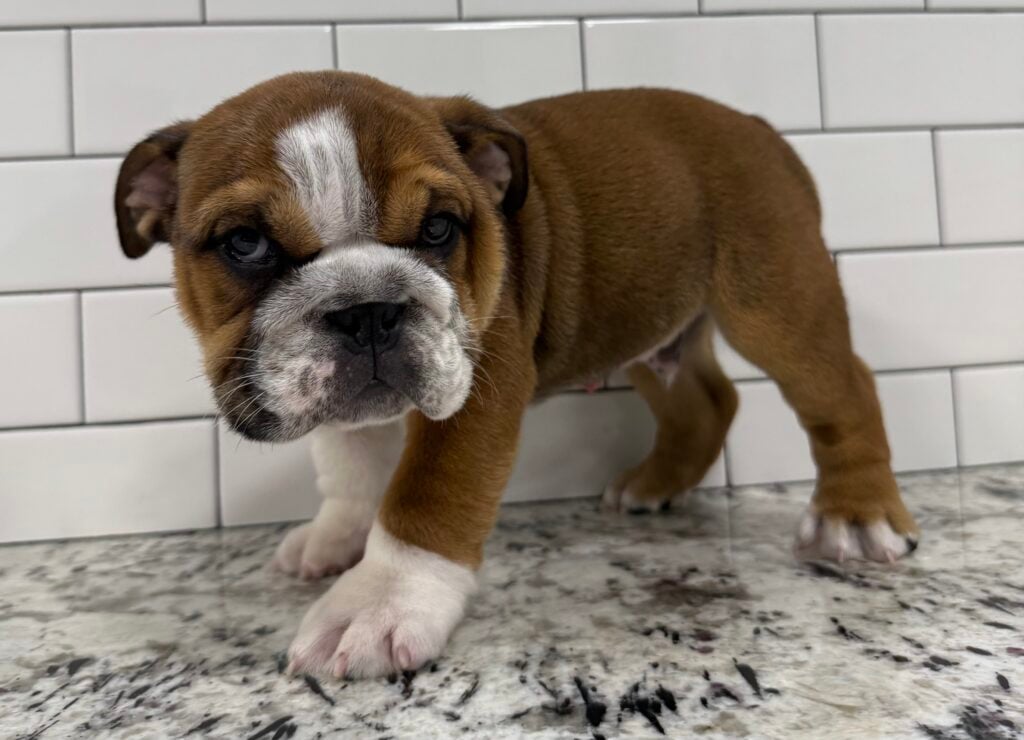 English Bulldog  - 8697 Image #1
