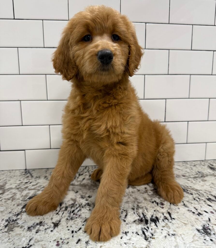 Goldendoodle - 8705 Image #2