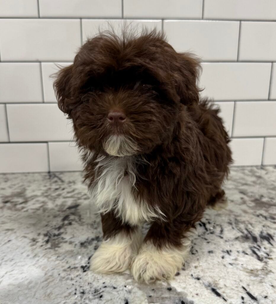 Havanese - 8684 Image #1