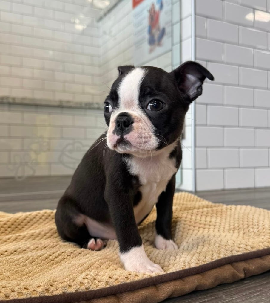 Boston Terrier - 8663 Image #1