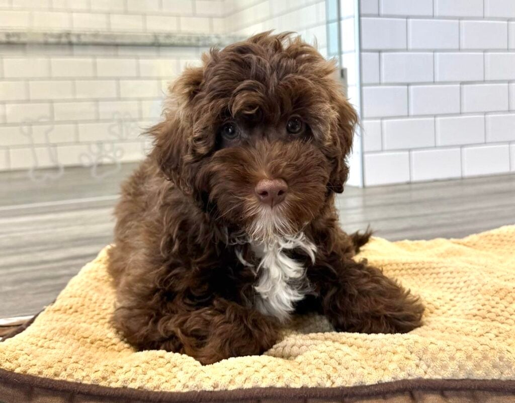 Labradoodle Mini 2nd Gen - 8658 Image #1