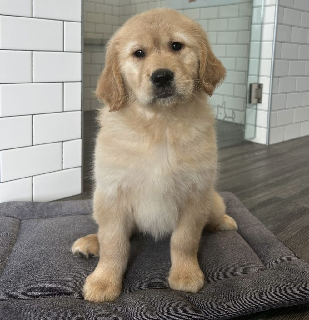 Golden Retriever - 8648 Image #1