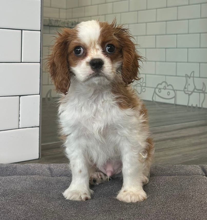 Cavalier King Charles Spaniel - 8642 Image #1