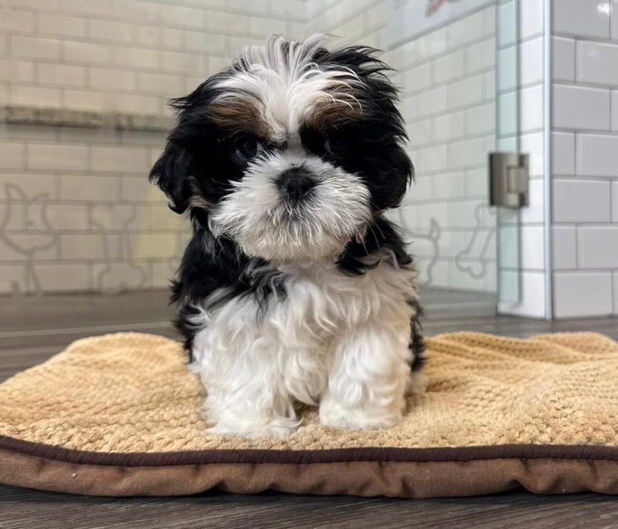 Shih Tzu - 8664 Image #1