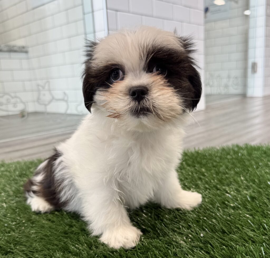Lhasa Apso - 8714 Image #1