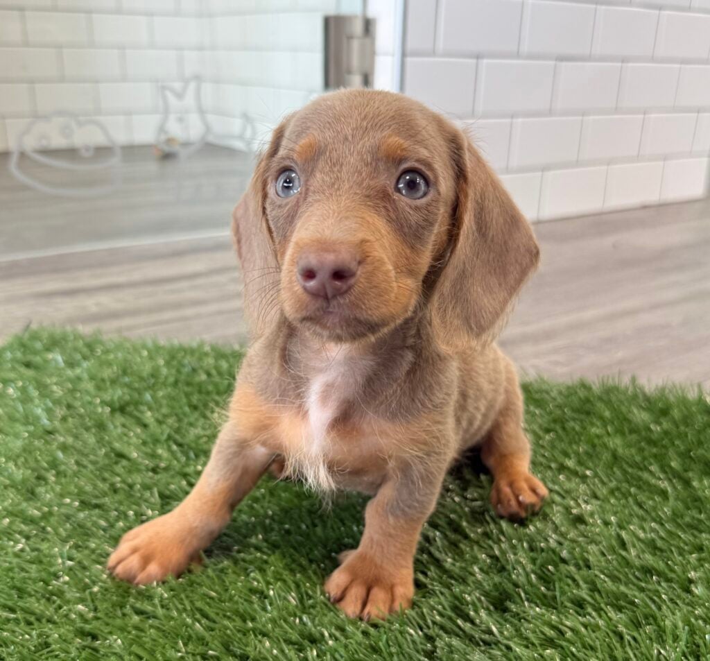 Dachshund - 8712 Image #1