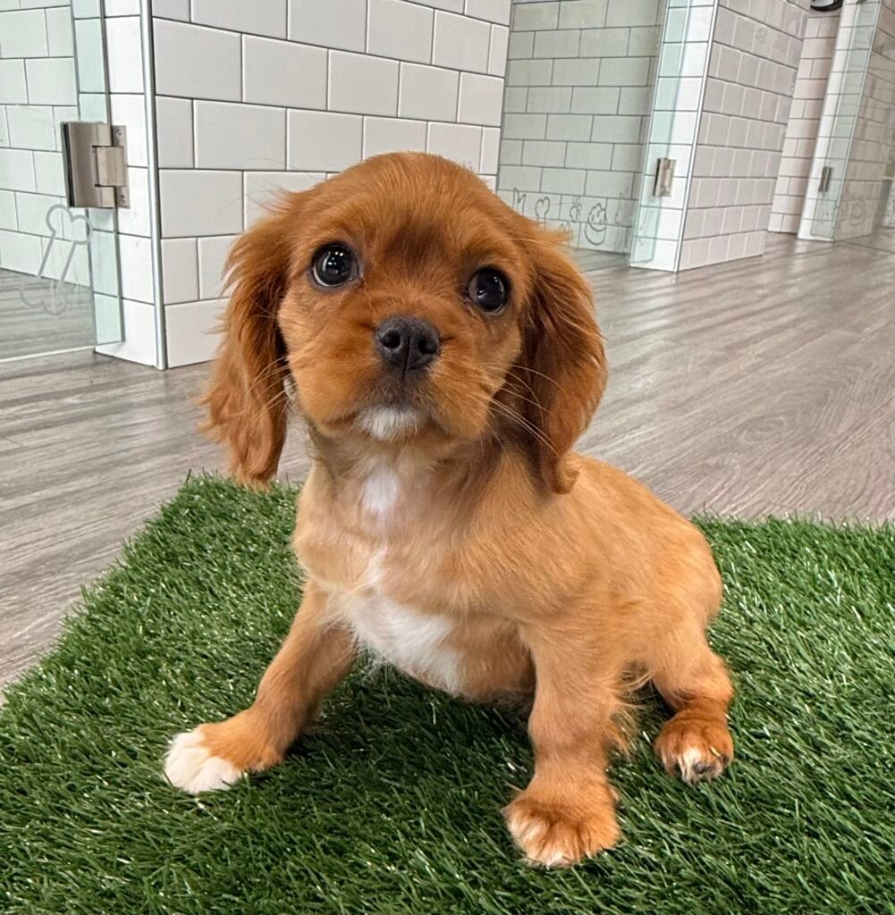 Cavalier King Charles Spaniel - 8708 Image #1