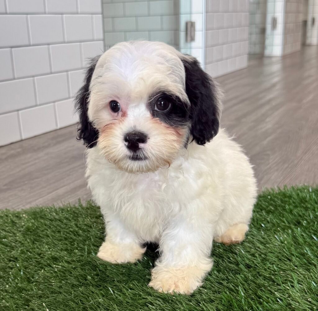 ShihPoo - 8727 Image #1