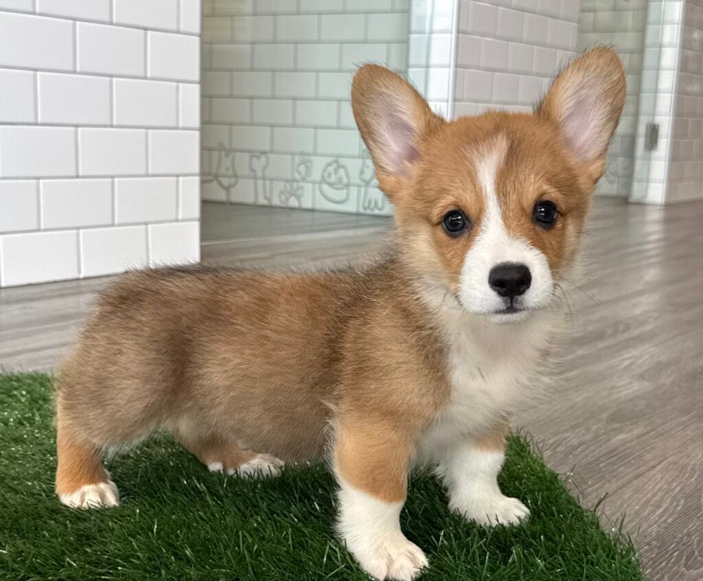 Pembroke Welsh Corgi - 8725 Image #1