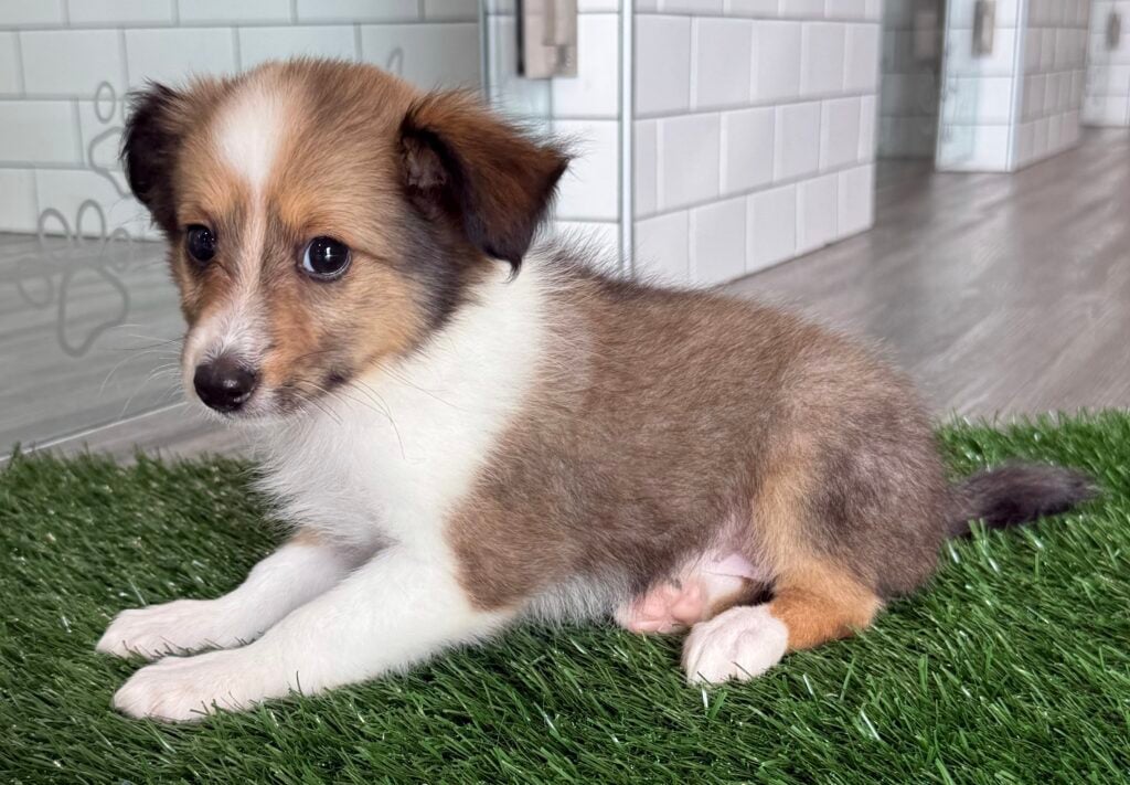 Shetland Sheepdog - 8722 Image #1
