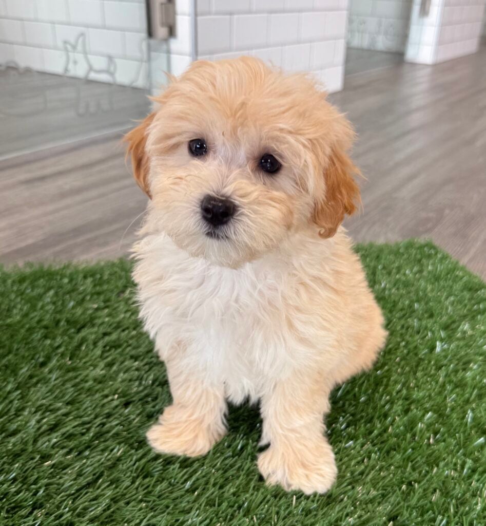 Maltipoo - 8750 Image #1