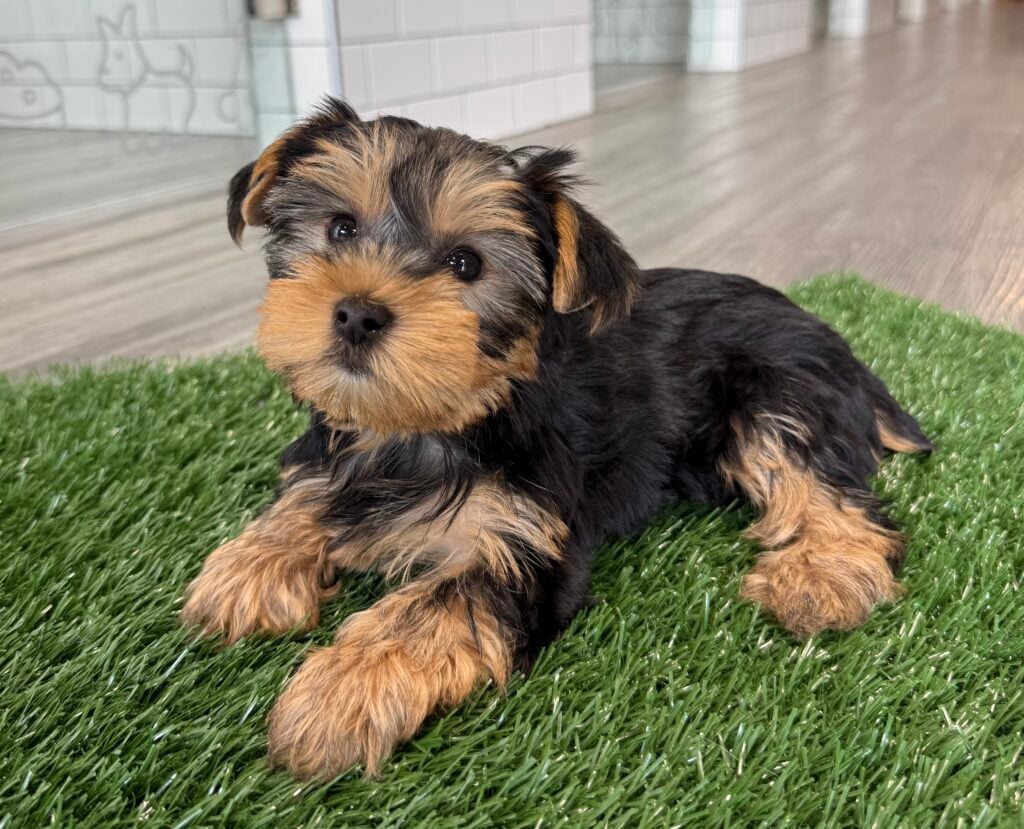Yorkshire Terrier - 8749 Image #1