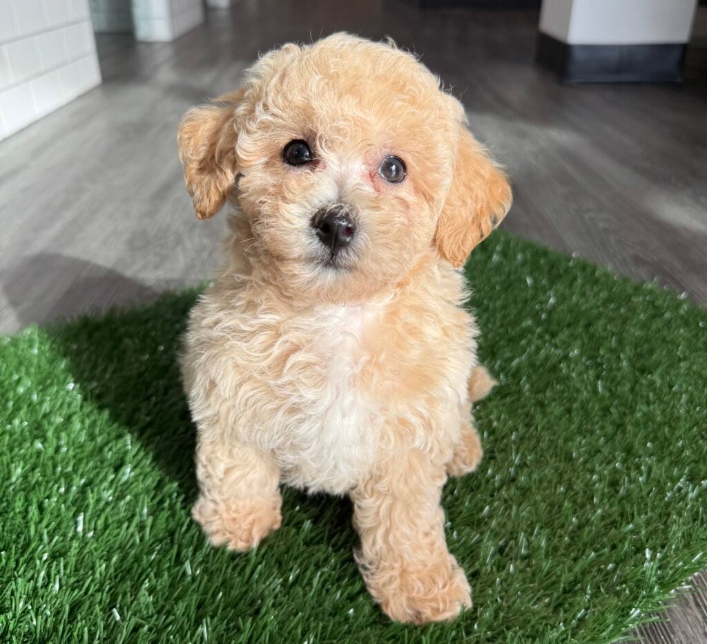 Bichonpoo - 8747 Image #1