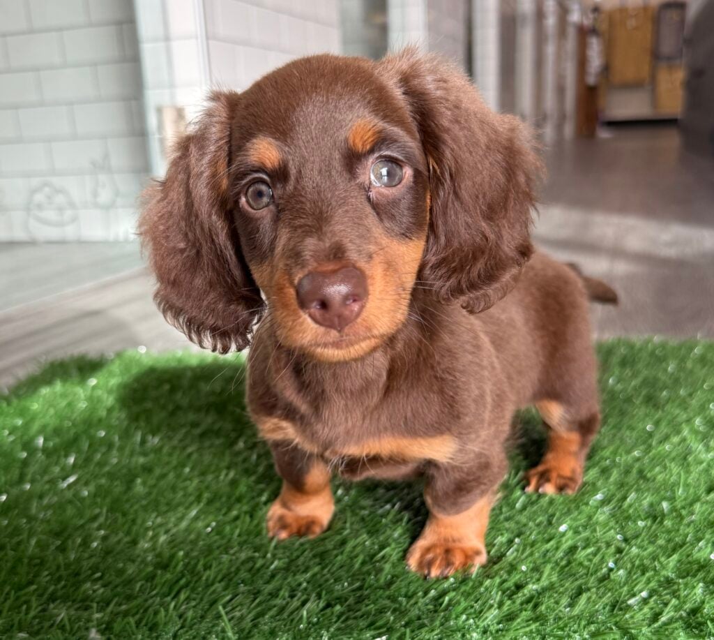 Dachshund - 8746 Image #1