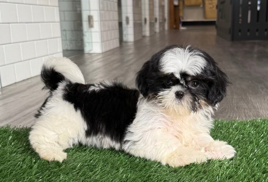 Shih Tzu - 8745 Image #1
