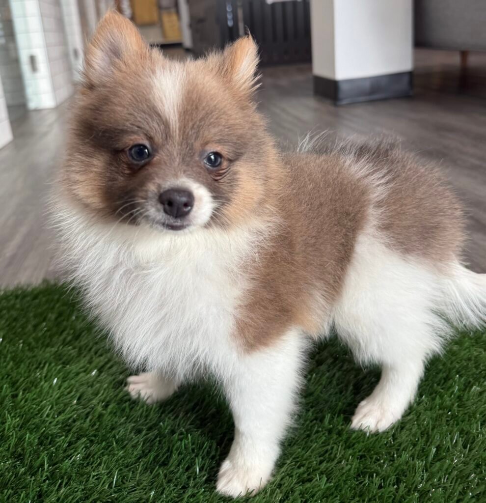 Pomeranian - 8741 Image #1