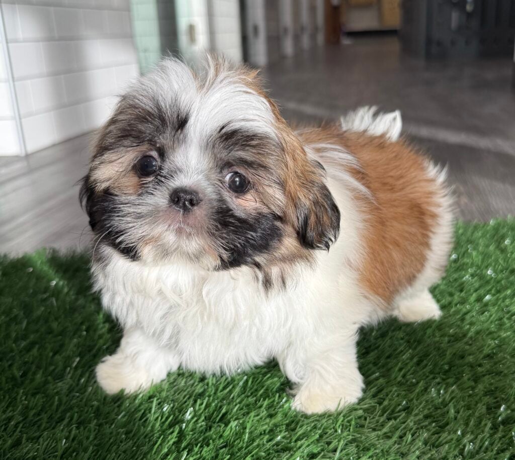 Shih Tzu - 8742 Image #1