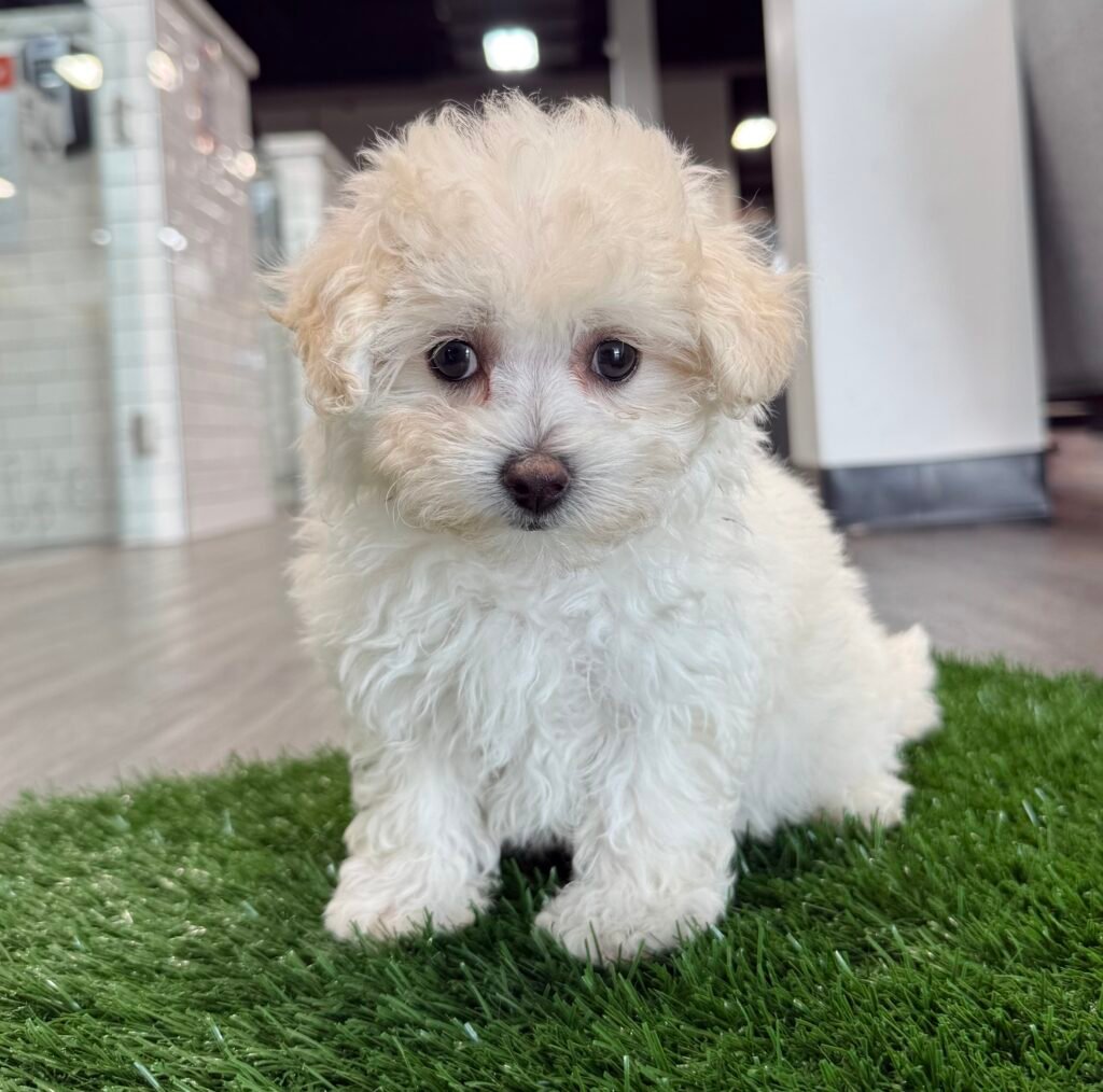 Maltipoo - 8756 Image #1