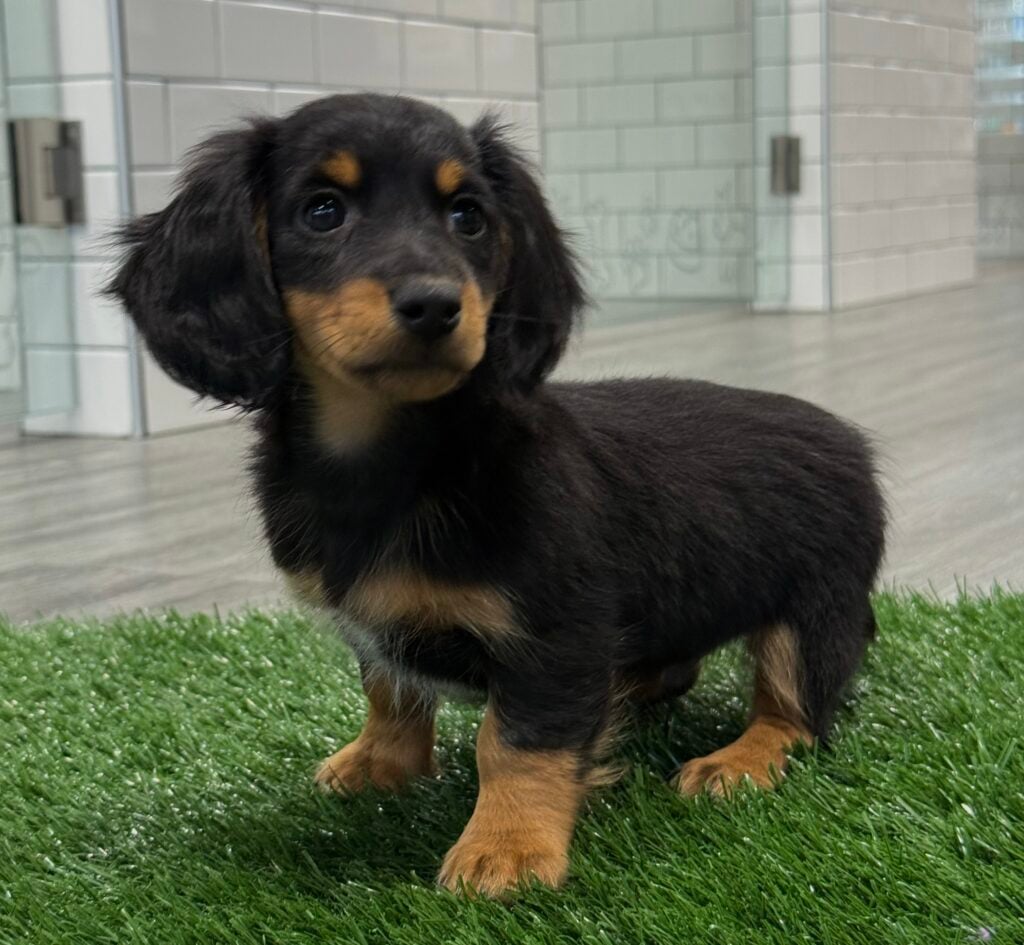 Dachshund - 8754 Image #1