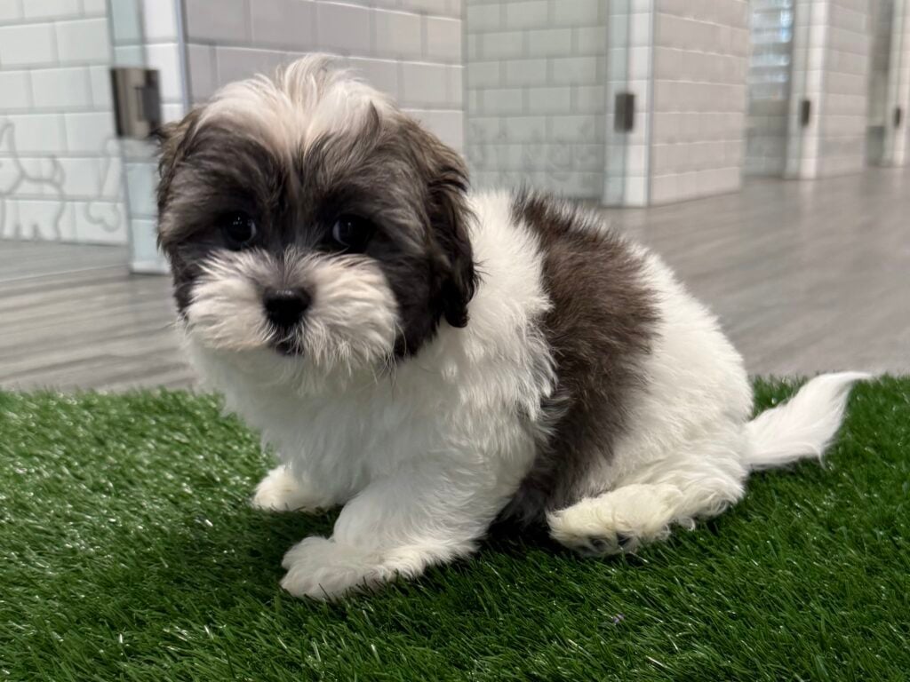 Teddy Bear - 8755 Image #1