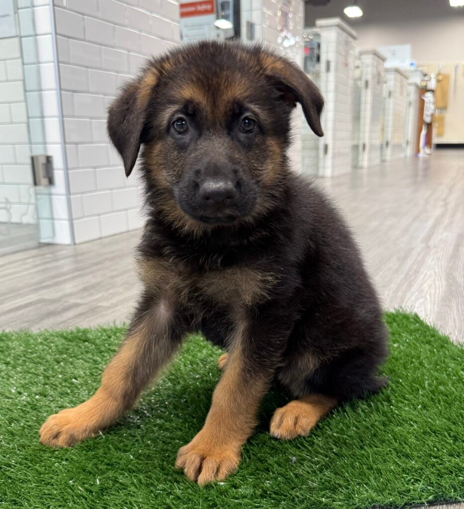 German Shepherd Dog - 8753 Image #1