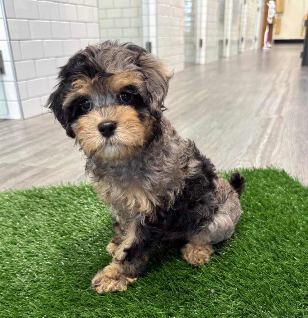 Cavapoo 2nd Gen - 8752 Image #1