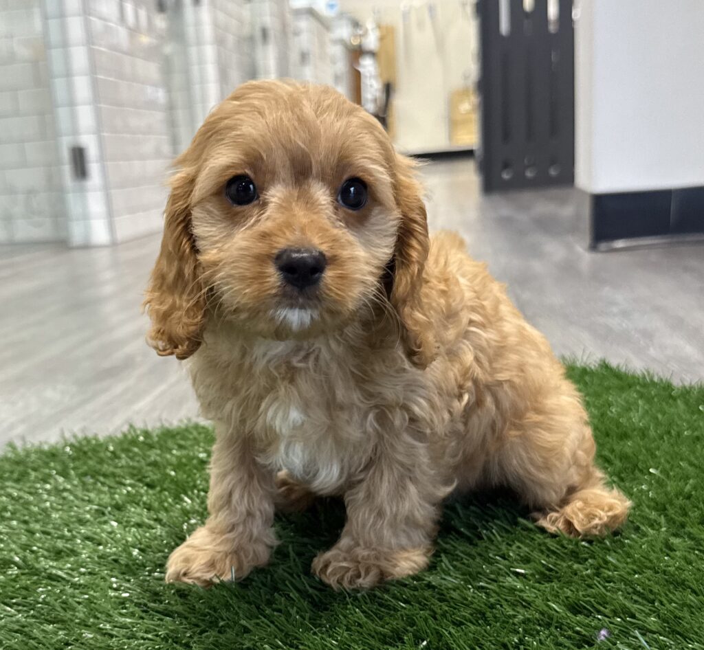 Cavapoo - 8751 Image #1