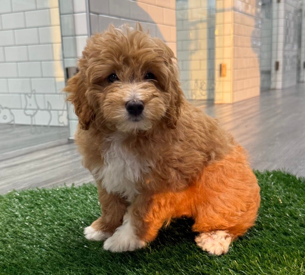 Goldendoodle Mini 2nd Gen - 8761 Image #1