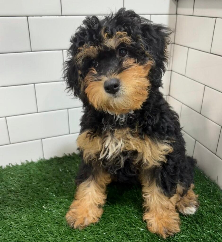 Bernedoodle Mini - 8731 Image #1
