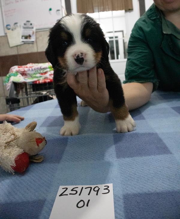 Bernese Mountain Dog - 8796 Image #1