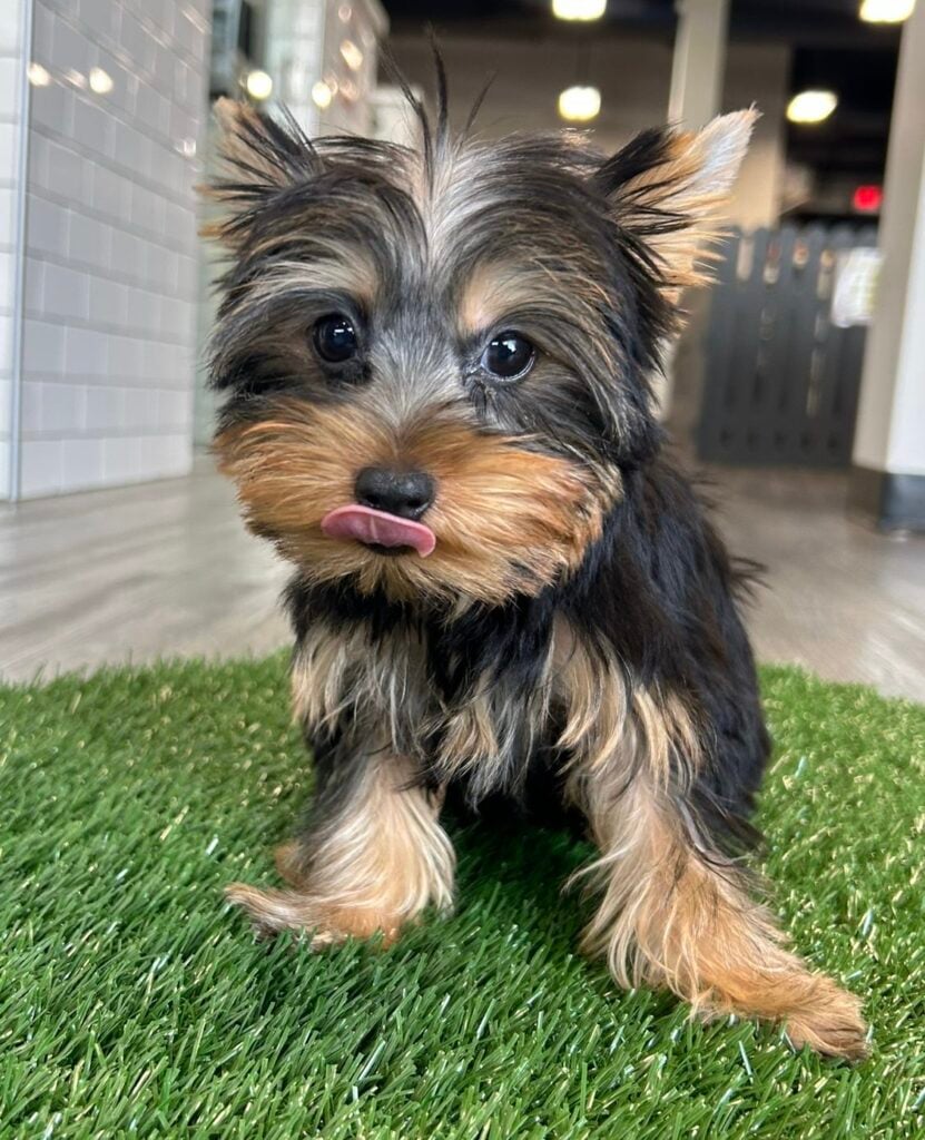 Yorkshire Terrier - 8794 Image #1