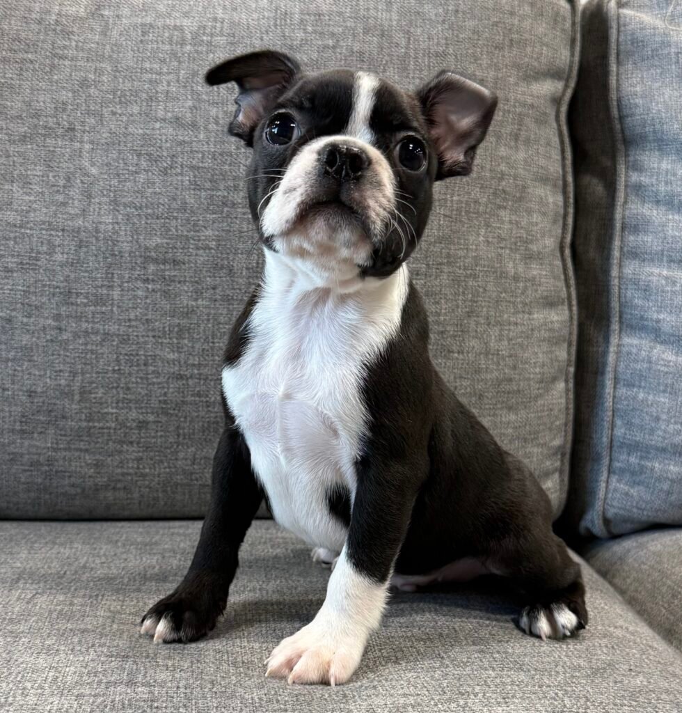 Boston Terrier - 8776 Image #1