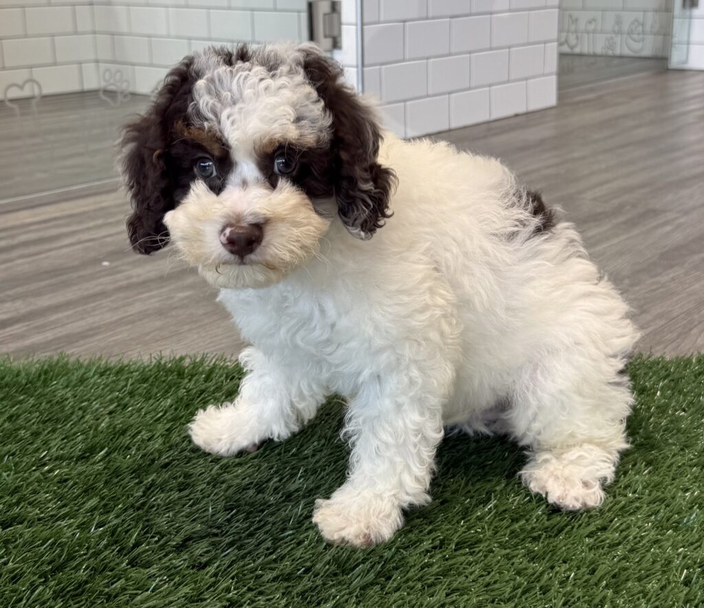 Bernedoodle Mini 2nd Gen - 8778 Image #1