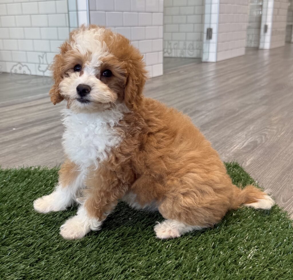 Bernedoodle Mini 2nd Gen - 8779 Image #1