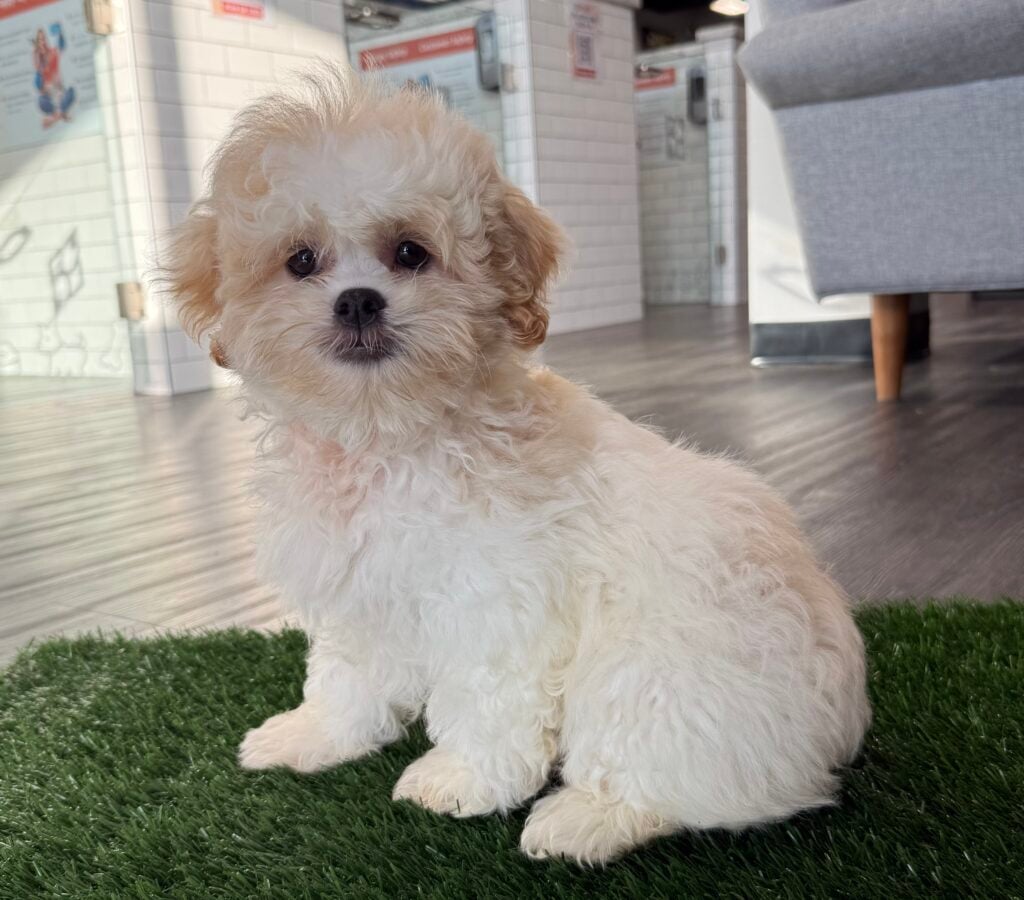 ShihPoo - 8785 Image #1